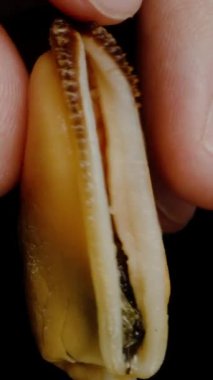 Dikey video. Midye dudakları. İçine tırmanan bir parmağın yakın çekimi.