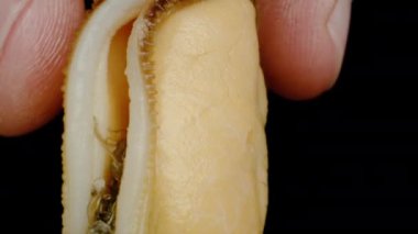 Kabuksuz midye eti. Erkek parmakları dudaklarını ayırır ve içini gösterir..