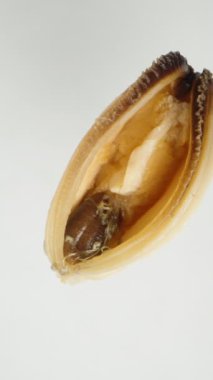 Dikey video. Kabuksuz midye beyaz arkaplan üzerinde döner, üst görünüm, kesme için izole.