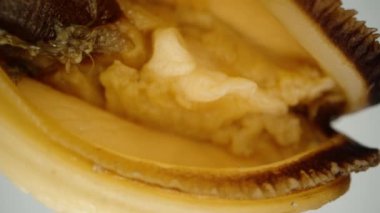 Midye döner ve süper yavaş çekimde düşer. Beyaz bir arka planda izole edilmiş. Alfa kanalı.