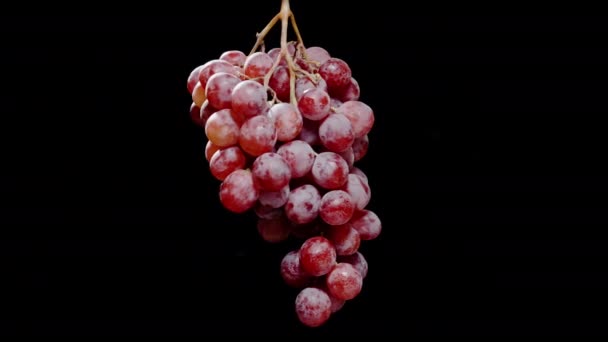 Кластер Червоних Ягід Винограду Одиночній Лозі Обертається Чорному Тлі Ізольовано — стокове відео