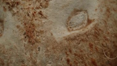 Kıllı bir hindistan cevizi, sahte bir düşüş ya da siyah arka planda makro yakınlaştırma. Dolly kaydırıcı aşırı yakın çekim.