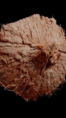 Dikey video. Kırık bir hindistan cevizinin Kıllı Kahverengi Parçası 'nın Siyah Arkaplan' da izole edilmiş bir videosu..