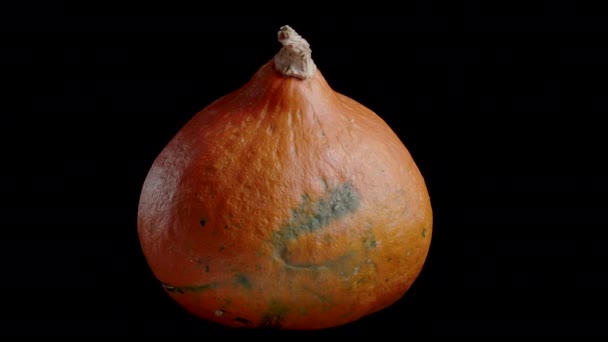 Oranžová Dýně Hokkaido Izolované Smyčkové Video — Stock video