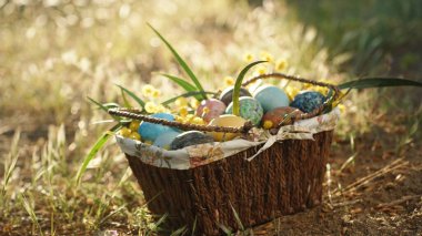 Ormandaki Güneş Işıkları 'nda Sepette Boyanmış Paskalya Yumurtaları.