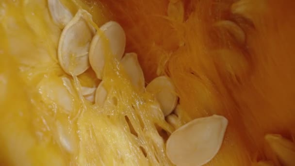 Семена Падают Половины Тыквы Hokkaido Камера Поднимается Целлюлозы Которая Поймана — стоковое видео