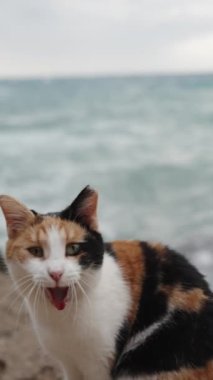 Dikey video. Yavaş Çekimde, Elde Tutulan Görüntü, Hafif Tokalaşma ile. Çok renkli bir kedi Geniş Esner, Dişlerini gösterir, Kayalıklarda oturur Kötü Hava ve Açık Deniz Dalgalarına karşı.