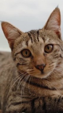 Dikey video. Kahverengi Kürklü Çizgili Kedi Deniz Kayalıkları Arasında Yalan Söylüyor, Beni Fark Ediyor, Endişeyle Kalkıyor. Arkasında, Büyük Dalgalar Taşların Üzerinde Deviren 'e Kırılır. Yavaş Hareket.