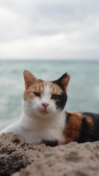 垂直录像 一只五彩斑斓的猫在岩石上安详地躺着 就像身后的大风和海上的风暴烈焰 我走近它 扰乱它的宁静 — 图库视频影像