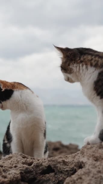 Vertikální Video Kočky Skalách Moře Jedna Snaží Vplížit Druhou Ale — Stock video