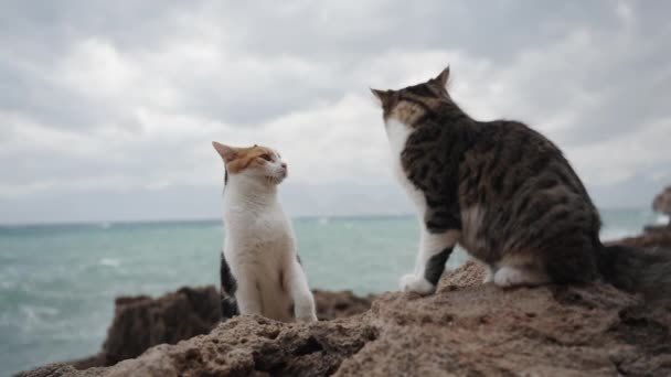 Spannende Sfeer Tussen Twee Katten Een Zwaai Naar Ander Met — Stockvideo