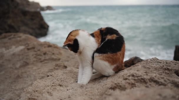 五彩斑斓的猫嬉闹地试图从海滨岩石的裂缝中寻找一些东西 它把头从一边伸到另一边 两只爪子都伸进洞里 慢动作 — 图库视频影像
