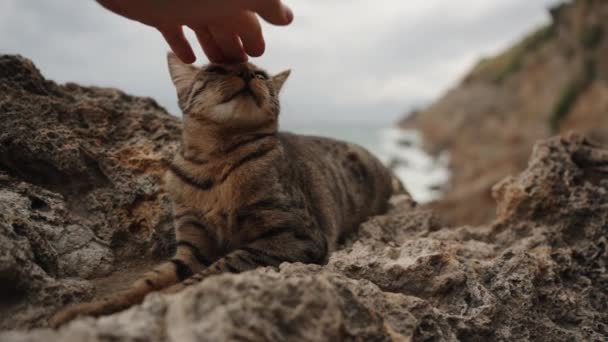 天已经黑了 在海边的岩石上躺着一只条纹猫 一只雄性的手伸向它 轻轻地抚摸着它的头 慢动作 — 图库视频影像