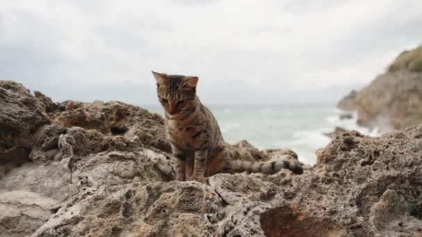 在风暴中 带条纹的猫栖息在海边的岩石上 它的棕色Fur与地形混合 几乎与石头融合在一起 强风吹散了它的短外套 慢动作 — 图库视频影像