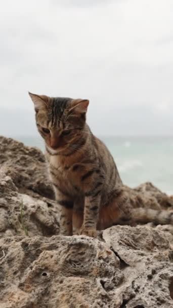 Vertikal Video Randiga Cat Sits Klipporna Vid Havet Storm Dess — Stockvideo