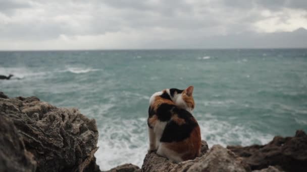 在暴风雨的背景下 五彩斑斓的猫栖息在海边的岩石上 湿透了 现在正在蜕变它的毛皮 慢动作 — 图库视频影像