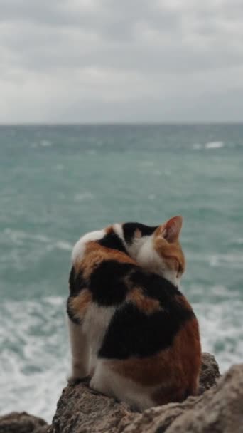 垂直录像 在暴风雨的背景下 五彩斑斓的猫栖息在海边的岩石上 湿透了 现在正在蜕变它的毛皮 慢动作 — 图库视频影像