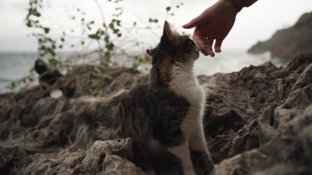 女人手在强风中抚摸坐在海滨岩石上的毛茸茸的猫 把它的毛吹得鼓鼓的 慢动作 — 图库视频影像