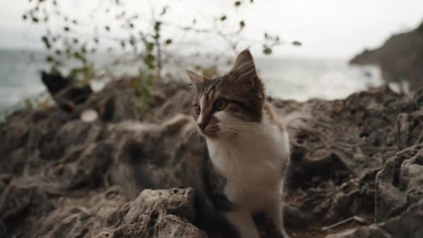 在暴风雨期间 长毛猫在海上的岩石上栖息 在狂风暴雨中鸣叫 但它依然平静 并享受着它的欢乐 慢动作 — 图库视频影像