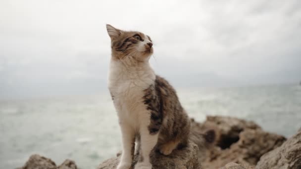 Schöne Gestreifte Katze Mit Weißem Fell Sitzt Auf Einem Felsen — Stockvideo