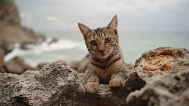 Смугастий Коричневий Кіт Лежить Скелях Біля Моря Ідеально Поєднуючи Між — стокове відео