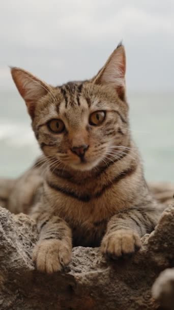 Vertikální Video Proužkovaná Hnědá Kočka Leží Skalách Moře Dokonale Splývá — Stock video