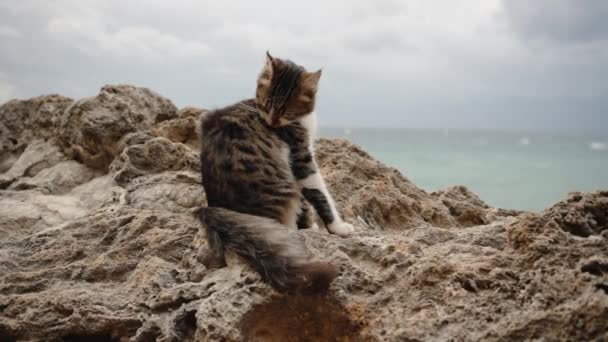 毛绒绒的猫在强风中坐在海边的岩石上 修整着它的毛皮 慢动作 — 图库视频影像