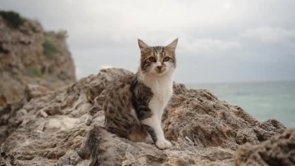 慢慢走近住在岩石上的大海边的毛茸茸的猫 在它的后面 多云的天空和风暴 — 图库视频影像