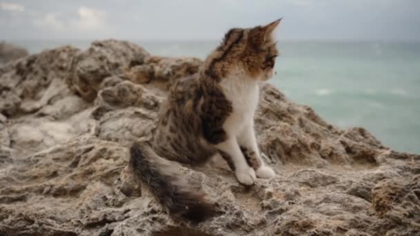 毛绒绒的猫坐在海边的岩石上 当它凝视着远方的时候 风把它的毛吹得鼓鼓的 慢动作 — 图库视频影像