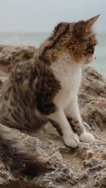 Vertikal Video Fluffy Cat Sits Rocks Seashore Wind Puffing Its — Stockvideo