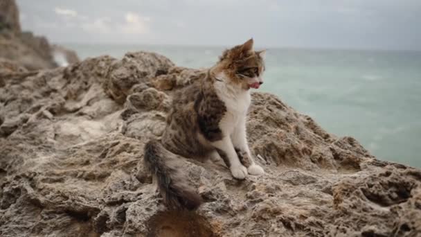 在多风天气的海滨悬崖上 一只毛绒绒的猫坐着 打呵欠 摇着头 慢动作 — 图库视频影像