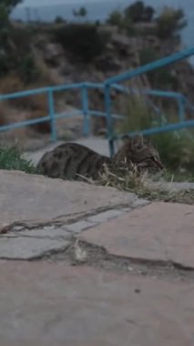 Dikey video. Denizde Fırtına, Çizgili Kedi Güçlü Rüzgarın Ortasında Yerde Yatar, Etrafında Dönen Yapraklar İzlemeye devam eder.