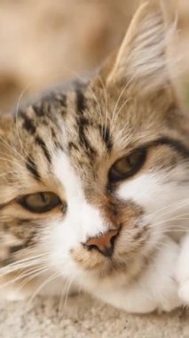 Dikey video. Arka planda bir uçurumla kayalıklarda uzanan bir kedinin yakın plan portresi, Rüzgâr Bıyıklarını ve Kürkünü okşuyor.