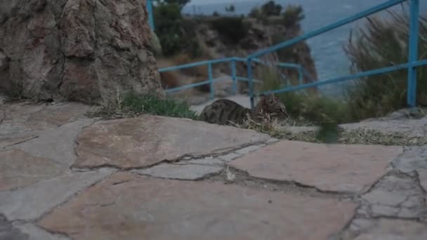 Storm Sea Striped Cat Lies Ground Amidst Strong Wind Leaves — Stock Video