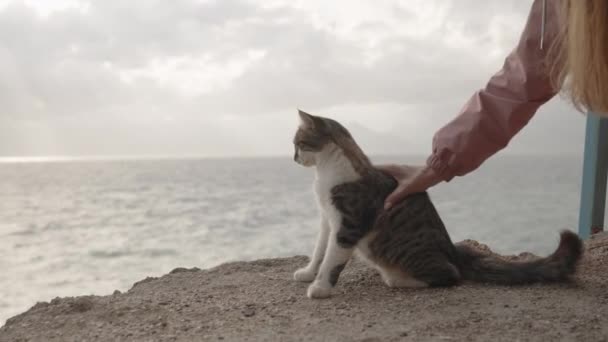 在海边的悬崖边上 一只毛茸茸的猫像女人一样坐在那里抚摸着它 阴云密布及多风天气 — 图库视频影像