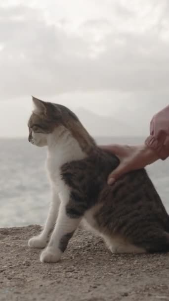 Pionowe Wideo Skraju Klifu Nad Morzem Puszysty Kot Siedzi Jak — Wideo stockowe