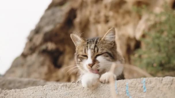 Detailní Záběr Pruhovanou Kočku Ležící Skalách Vysokým Útesem Pozadí Olizující — Stock video