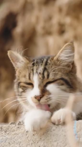 Vertikální Video Detailní Záběr Pruhovanou Kočku Ležící Skalách Vysokým Útesem — Stock video