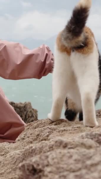 Pionowe Wideo Widok Zza Kobiety Dwa Bezpańskie Koty Wąchające Się — Wideo stockowe