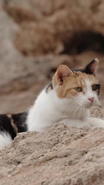 Vertikální Video Zbloudilá Mnohobarevná Kočka Leží Ostrých Skalách Útesy Pozadí — Stock video