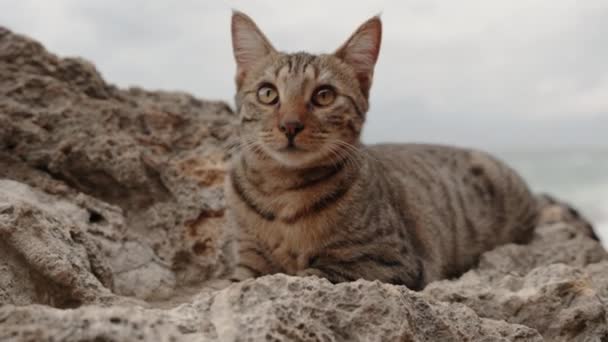 在海边的岩石上漂浮着带条纹的猫 由于其出色的伪装 与石头完美地融合在一起 — 图库视频影像