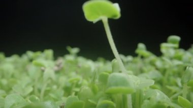 Chia Tohumları, Siyah Arkaplanda Küçük Yeşil Filizler. Dolly kaydırıcı aşırı yakın çekim.