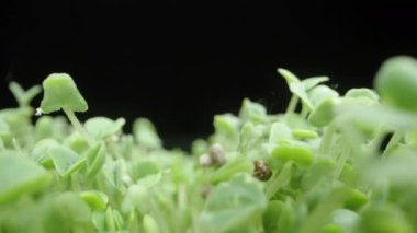 Chia Tohumları 'ndan süzülen kamera, Siyah Arkaplanda Kaydırıcı, Makro.
