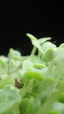Dikey video. Chia Tohumları 'ndan süzülen kamera, Siyah Arkaplanda Kaydırıcı, Makro.