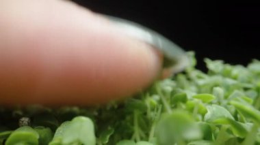 Mikroyeşiller, Bir Kadın Eli Okşadı Siyah Arkaplanda Chia filizleri, Macro Dolly.