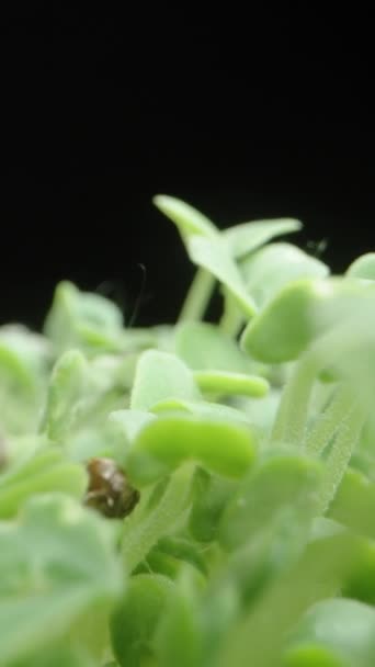 Vídeo Vertical Camera Glides Sprouts Chia Seeds Slider Black Background — Vídeo de Stock