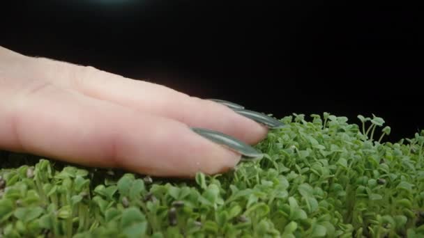 Uma Mão Mulher Atordoando Pequenos Brotos Sementes Chia Dolly Deslizante — Vídeo de Stock