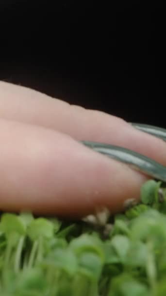 バーティカルビデオ カメラは緑色の発芽したチアの種の上を滑り 女性の手がそれらに触れる ドリースライダー極端なクローズアップ — ストック動画