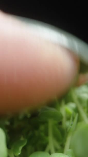 Vídeo Vertical Microgreens Mão Uma Mulher Golpeia Brotos Chia Fundo — Vídeo de Stock
