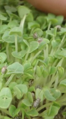 Dikey video. Yakından Okuyan Mikroçulukta Bir Adamın Eli Çim Tohumu filizleniyor..